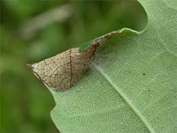 Attēlu rezultāti vaicājumam “Caloptilia alchimiella”