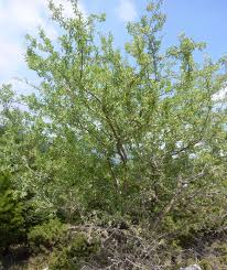 Attēlu rezultāti vaicājumam “Prunus cerasifera var. divaricata”