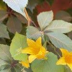 Attēlu rezultāti vaicājumam “Thladiantha dubia flower”