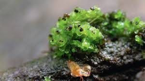 Attēlu rezultāti vaicājumam “Scapania apiculata”