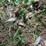 Attēlu rezultāti vaicājumam “Thesium ebracteatum leaf”