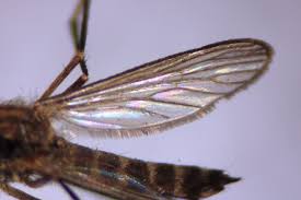 Attēlu rezultāti vaicājumam “Nematocera”