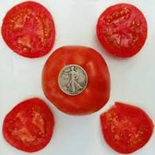 Afbeeldingsresultaat voor earliana tomato