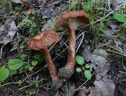 Attēlu rezultāti vaicājumam “Postia rennyi”