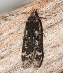 Attēlu rezultāti vaicājumam “Anacampsis blatariella”