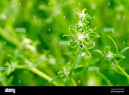 Attēlu rezultāti vaicājumam “Atriplex littoralis leaf”
