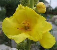 Image result for Verbascum densiflorum