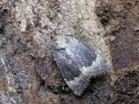 Attēlu rezultāti vaicājumam “Amphipyra perflua”