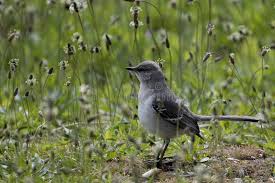 Image result for Mimus polyglottos