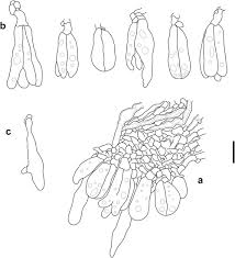 Attēlu rezultāti vaicājumam “Elmerina caryae”