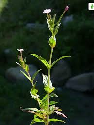 Attēlu rezultāti vaicājumam “Epilobium montanum flower”