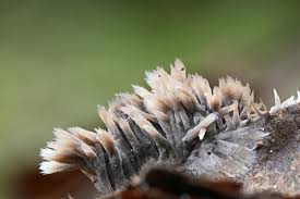 Attēlu rezultāti vaicājumam “Thelephora penicillata”