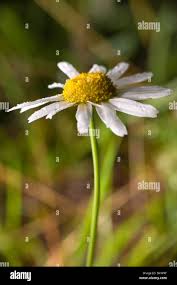 Image result for Chrysanthemum leucanthemum