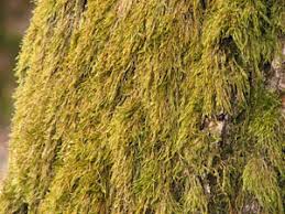 Attēlu rezultāti vaicājumam “Hypnum cupressiforme var. filiforme”