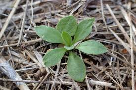 Attēlu rezultāti vaicājumam “Silene vulgaris”
