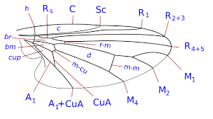 Attēlu rezultāti vaicājumam “Platypezidae”