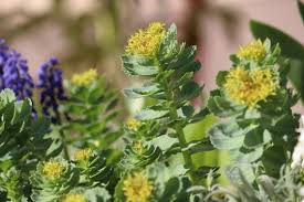 Attēlu rezultāti vaicājumam “Rhodiola rosea flower”