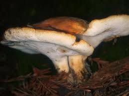 Attēlu rezultāti vaicājumam “Polyporus tuberaster”