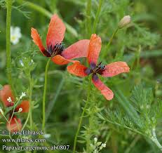 Attēlu rezultāti vaicājumam “Papaver argemone”