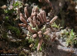 Attēlu rezultāti vaicājumam “Stemonitis herbatica spores”