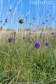 Attēlu rezultāti vaicājumam “Succisa pratensis flower”
