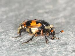 Attēlu rezultāti vaicājumam “Nicrophorus vespillo”