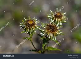 Attēlu rezultāti vaicājumam “Carlina biebersteinii bud”