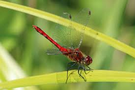 Attēlu rezultāti vaicājumam “Sympetrum sanguineum male”