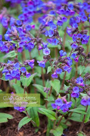 Attēlu rezultāti vaicājumam “Pulmonaria angustifolia flower”