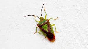 Attēlu rezultāti vaicājumam “Acanthosoma haemorrhoidale imago”