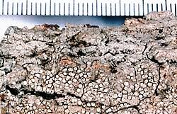 Attēlu rezultāti vaicājumam “Lecanora albella”