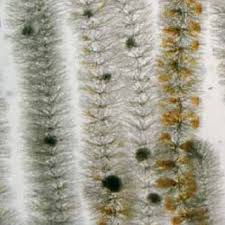 Attēlu rezultāti vaicājumam “Thamnobryum subserratum”