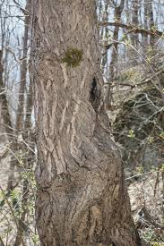 Attēlu rezultāti vaicājumam “Juglans cinerea”