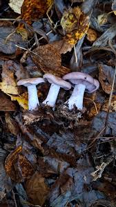 Attēlu rezultāti vaicājumam “Lepista nuda”