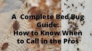Image result for bed bugs