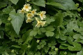 Attēlu rezultāti vaicājumam “Adoxa moschatellina”