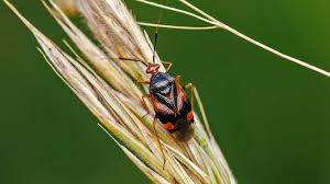 Attēlu rezultāti vaicājumam “Deraeocoris ruber”
