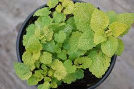 Attēlu rezultāti vaicājumam “Lamium maculatum leaf”