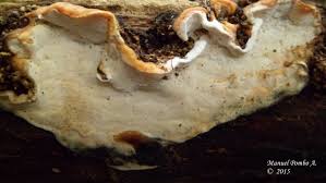 Attēlu rezultāti vaicājumam “Skeletocutis nivea”