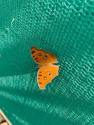 Attēlu rezultāti vaicājumam “Boloria titania underside”