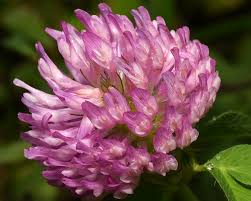 Attēlu rezultāti vaicājumam “Trifolium pratense”