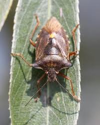 Attēlu rezultāti vaicājumam “Pentatoma rufipes”