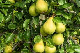 Attēlu rezultāti vaicājumam “Pyrus communis”