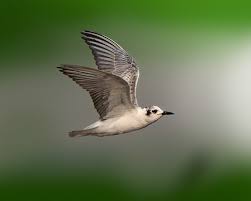 Attēlu rezultāti vaicājumam “Chlidonias hybrida adult”