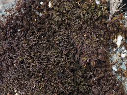 Attēlu rezultāti vaicājumam “Didymodon tophaceus”