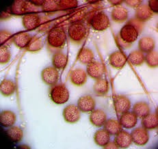 Attēlu rezultāti vaicājumam “Diderma cinereum”