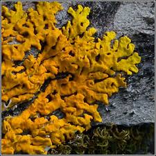 Attēlu rezultāti vaicājumam “Xanthoria fulva”