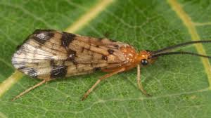 Attēlu rezultāti vaicājumam “Phryganeidae”