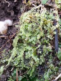 Attēlu rezultāti vaicājumam “Chiloscyphus pallescens”