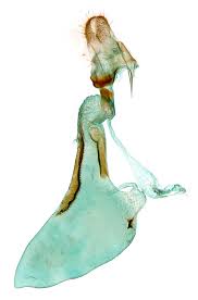 Attēlu rezultāti vaicājumam “Catarhoe rubidata”